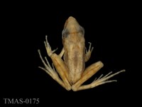 藏品(長腳赤蛙)的圖片